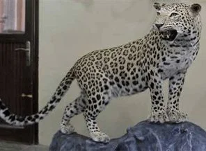 Öldürülen leopar dolduruldu