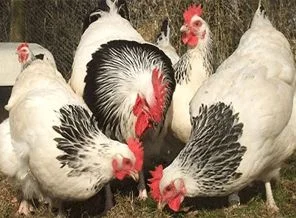 Valinin tavukları misafirhanede kalmış!