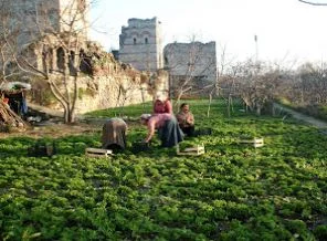 Yedikule bostanlarında son durum