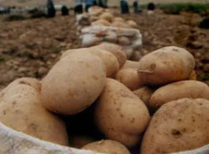 'Yeterince patates var; ama depolarda saklı'