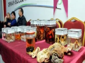 Zehirli mantarla ilgili '48 saat' uyarısı