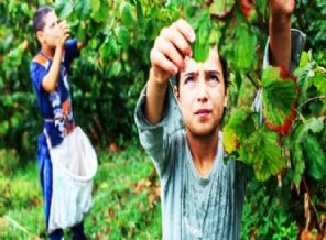 5 ayda fındıktan 927 milyon TL geldi