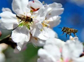 Arılar erken işbaşı yaptı