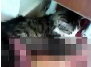 Bir kedi vahşeti de Adana'dan!
