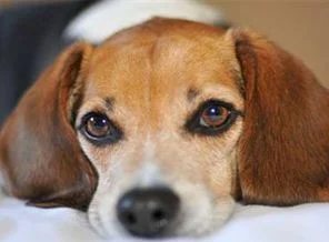 Borç yüzünden köpeğe haciz