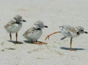 Doğanın en iyi fotoğrafları seçildi(Foto Galeri)
