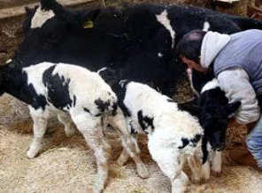 Kahramanmaraş'ta 1 belde ve 20 köy karantinada