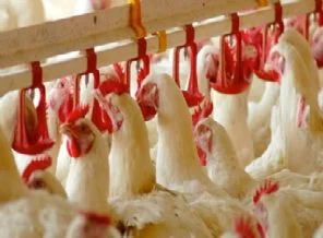 Tavuktan vazgeçemiyoruz
