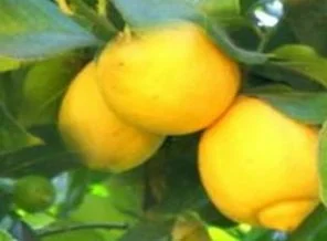 Türkiye Japonya'ya limon da satacak