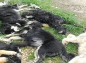 Bunu yapan insan olamaz! Akılalmaz dehşet!
