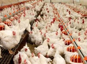 2 ayda 167 milyon adet tavuk yedik
