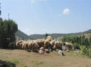2 bin 500 lira aylıkla çalışacak çoban bulamıyo