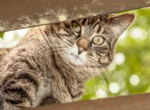 Enerji Bakanı için ''kedi ölümü''nden suç duyurusu