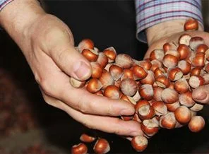 Fındık fiyatı rekor kırdı!