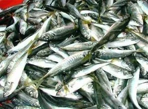 İstavrit fiyatları tavan yaptı