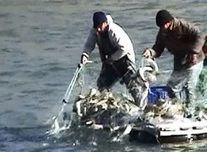 Murat Nehri ekmek kapıları oldu