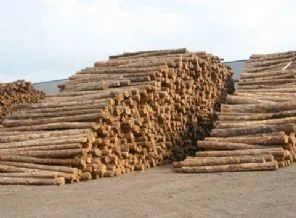 Oynadığı kerestelerin altında kaldı