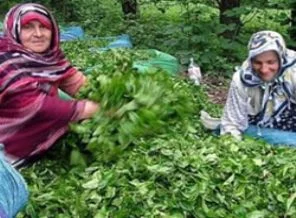Randevulu yaş çay alımı yaygınlaşacak