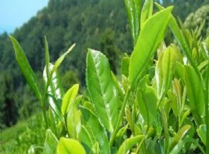 Rizelilerin çay için bekledikleri taban fiyat