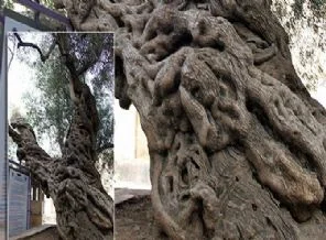 Bu ağaca dokunan yanacak