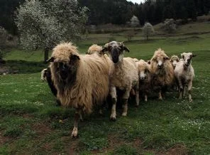 Çobanı ilaçla uyutup 302 küçükbaş hayvanı çaldılar