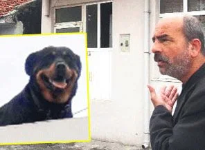 Güvercin çaldıran köpeğe ilginç ceza