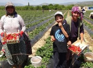 İşçiler 1 Mayıs'ı tarladı kutladı