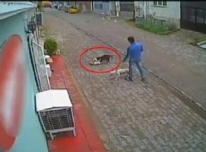 Pitbull kediyi böyle öldürdü