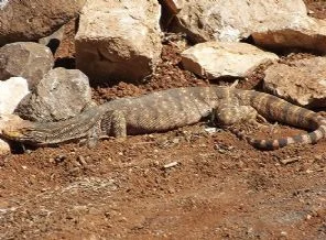 Şanlıurfa'da 'çöl varanı' yakalandı