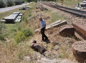 Tren 800 büyükbaş hayvana çarptı