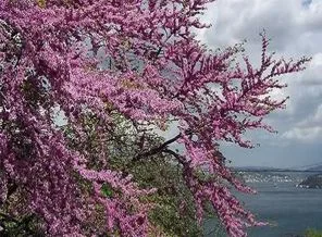 İstanbul'un ne kadarı orman?