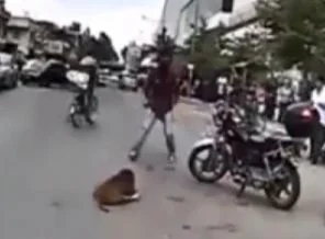 Pitbull bu kez dehşet saçamadı!