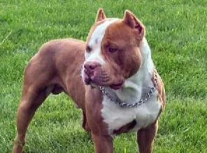 Pitbull'lar 10 yıldır yasak ama...