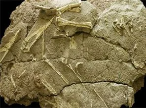 Yeni bir dinozor türü fosili keşfedildi