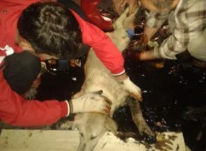 Zift neredeyse köpeği yiyecekti