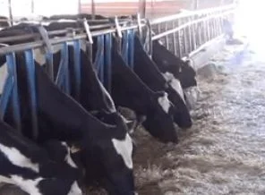 İneklerine ilahi dinleterek verimi artırdı