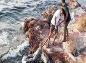 Ayvalık'ta sahile erkek cesedi vurdu