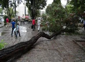 Beyazıt Meydanı'nda ağaç devrildi