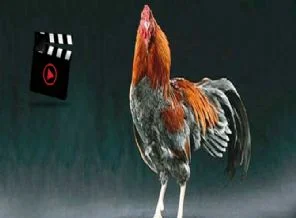 Sosyal medyada 'Ekmeleddin diyen horoz' çılgınlığı!