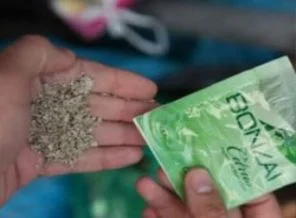 Bonzai tehlikesi cami bahçelerine kadar sıçradı