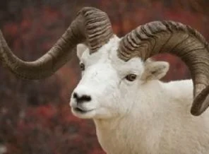 İçki satılan yerden kurbanlık almak caiz mi?