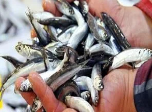 Karadeniz'de hamsi bolluğu! Fiyatlar düştü!