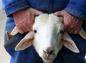 Kurban fiyatları açıklandı