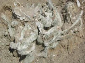Türkiye'de dev gergedan fosili bulundu