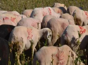 Koyunlarını CHP'li yaptı