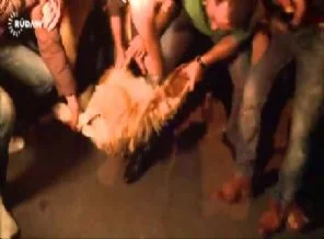 Peşmerge'yi canlı yayında kurban keserek karşıladılar (Video)