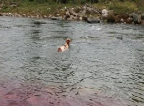 Rize'de kaçan dana dereye düştü