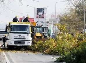 CHP 180 ağaç kesti