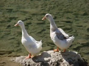 İngiltere'de kuş gribi vakası
