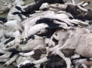 Köylüyü şoke eden manzara!